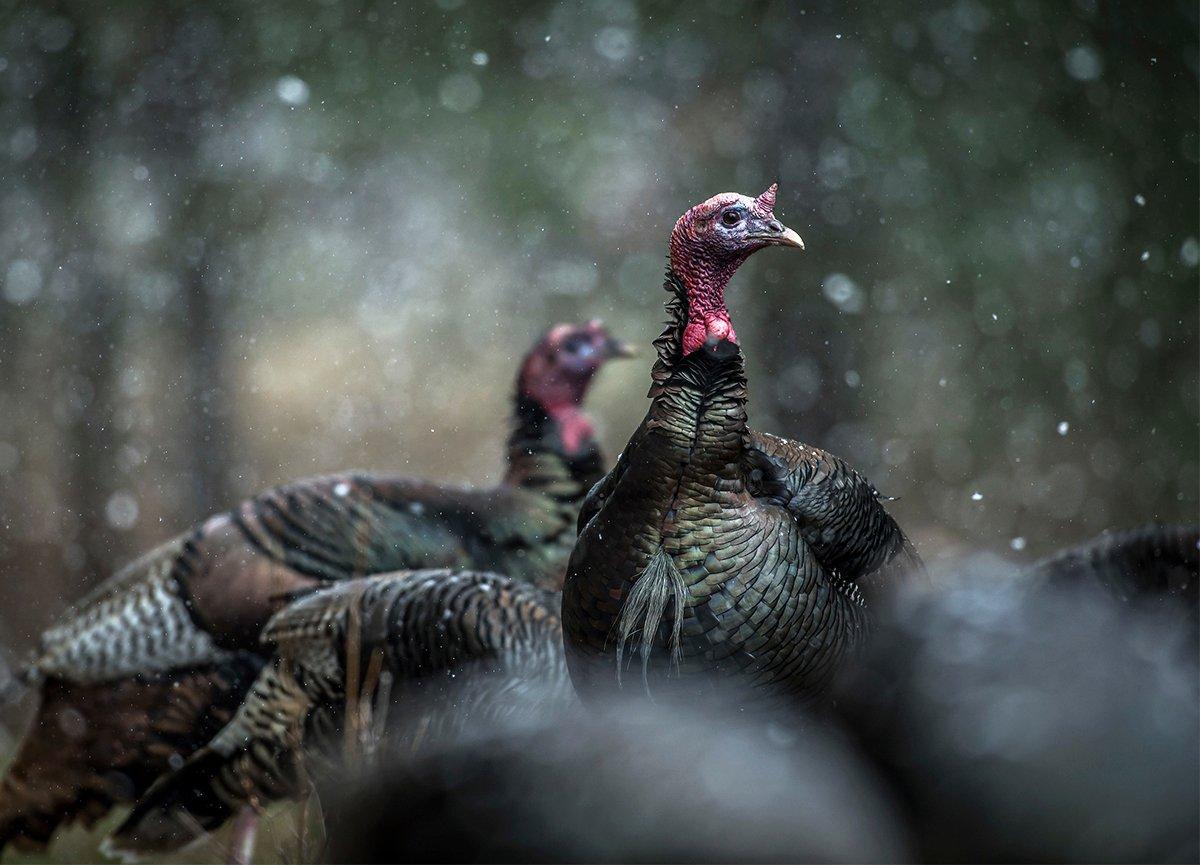 Missing a gobbler is the epitome of turkey hunting sorrow. So, smack that next strutter square in the neck (and head). Image by John Hafner