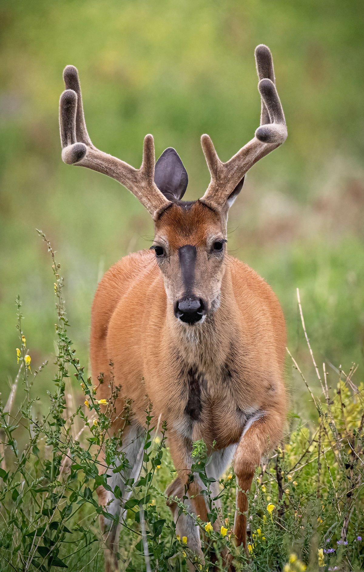 Velvet bucks are predictable, making the early season the perfect time to target specific bucks. Image by John Hafner