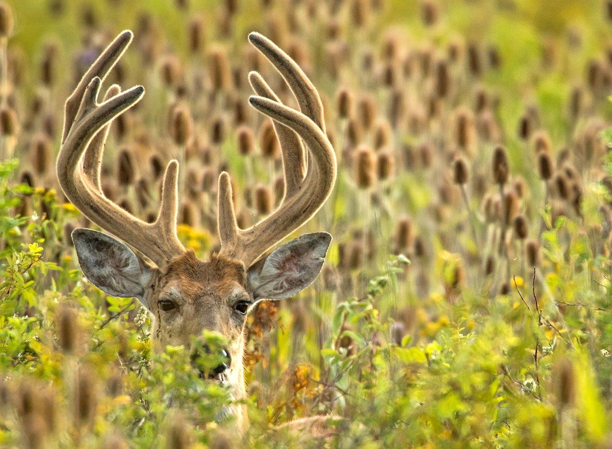 You've watched that monster velvet buck grow all summer long, but there's no guarantee it'll still be there come opening day. Image by John Hafner