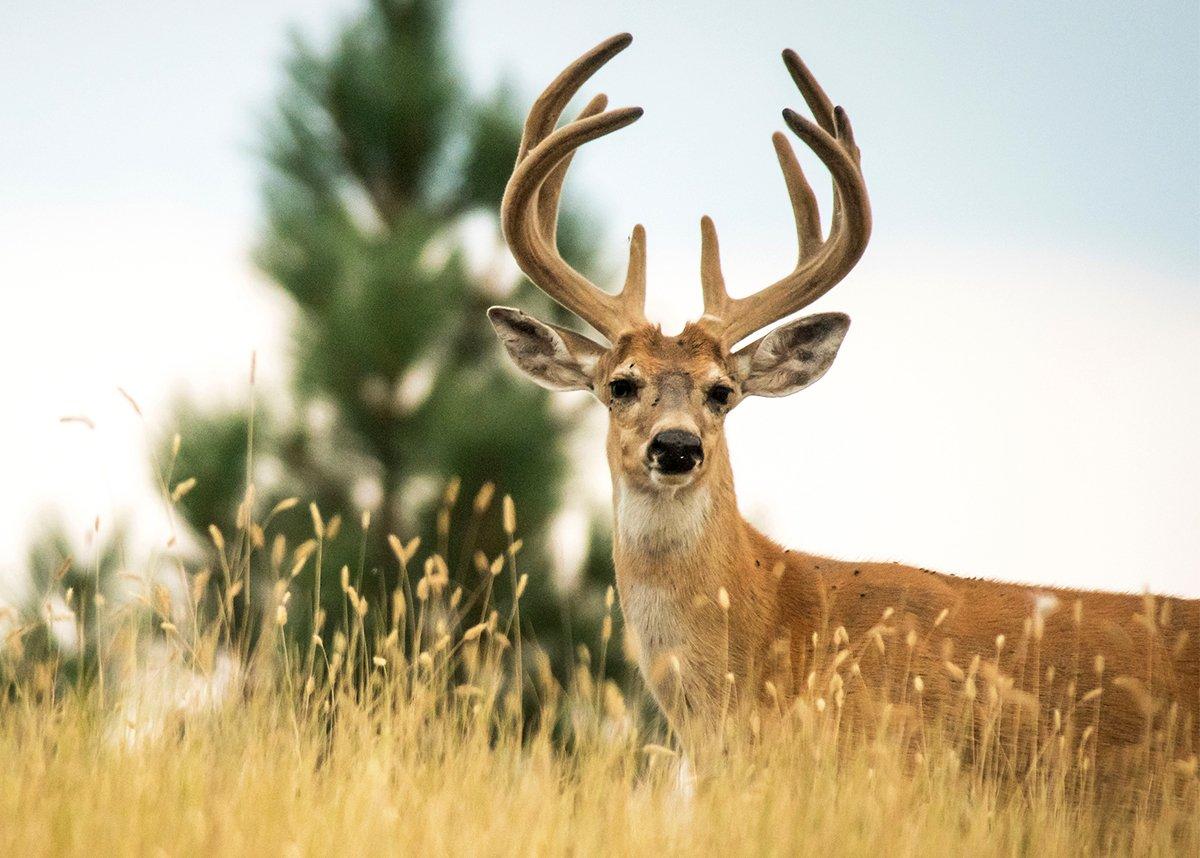 Only a few states offer opportunity for velvet bucks, and hunters flock to those each year for a chance at a big deer in the fuzz. Image by John Hafner