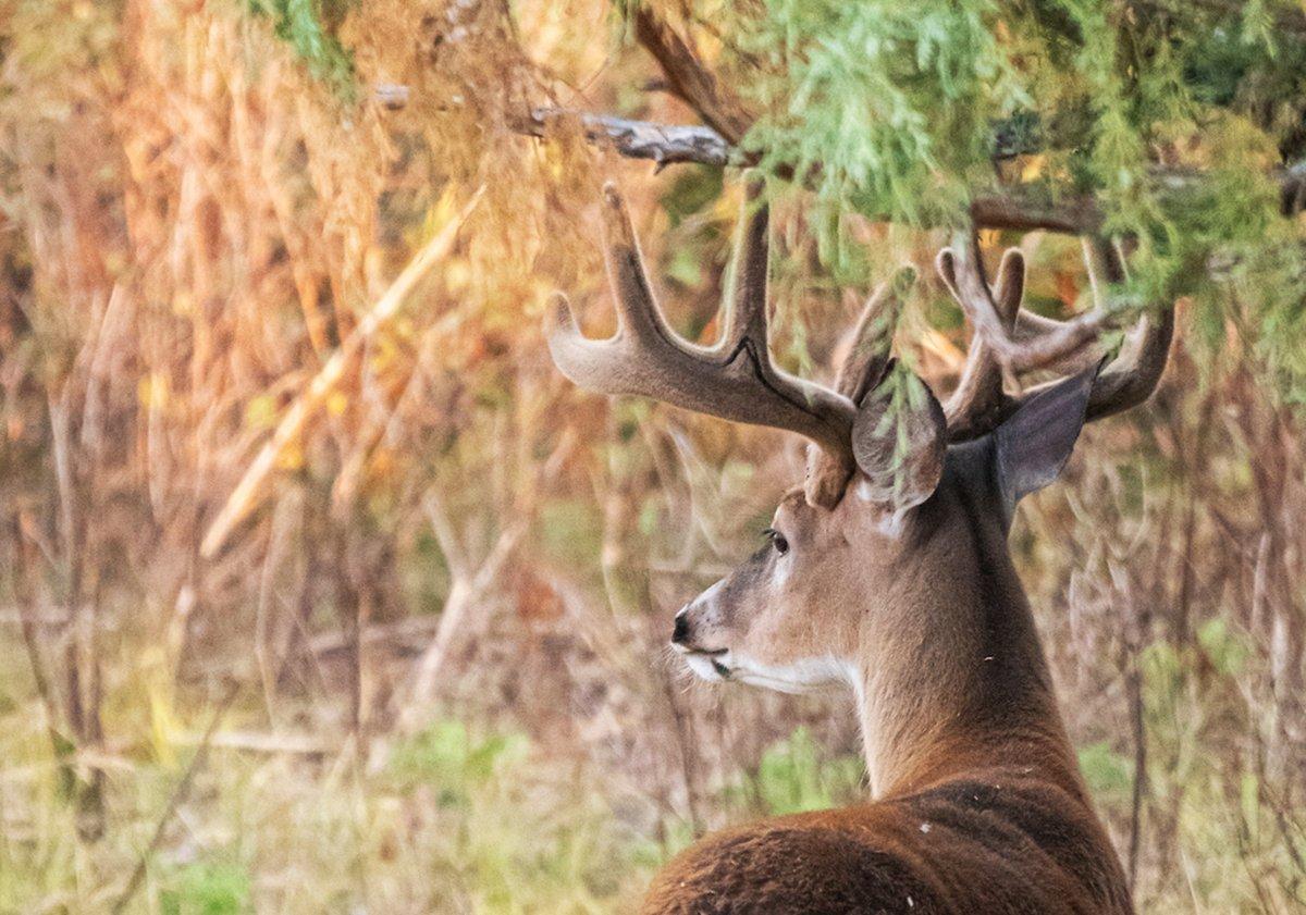 Whitetails use scrapes in spring and summer, too. Image by John Hafner