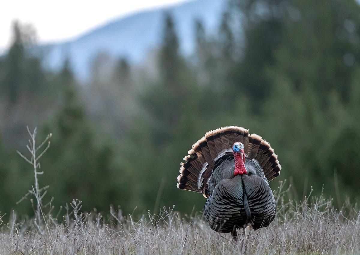 To kill a gobbler after fly-down, serious scouting is required. Image by John Hafner