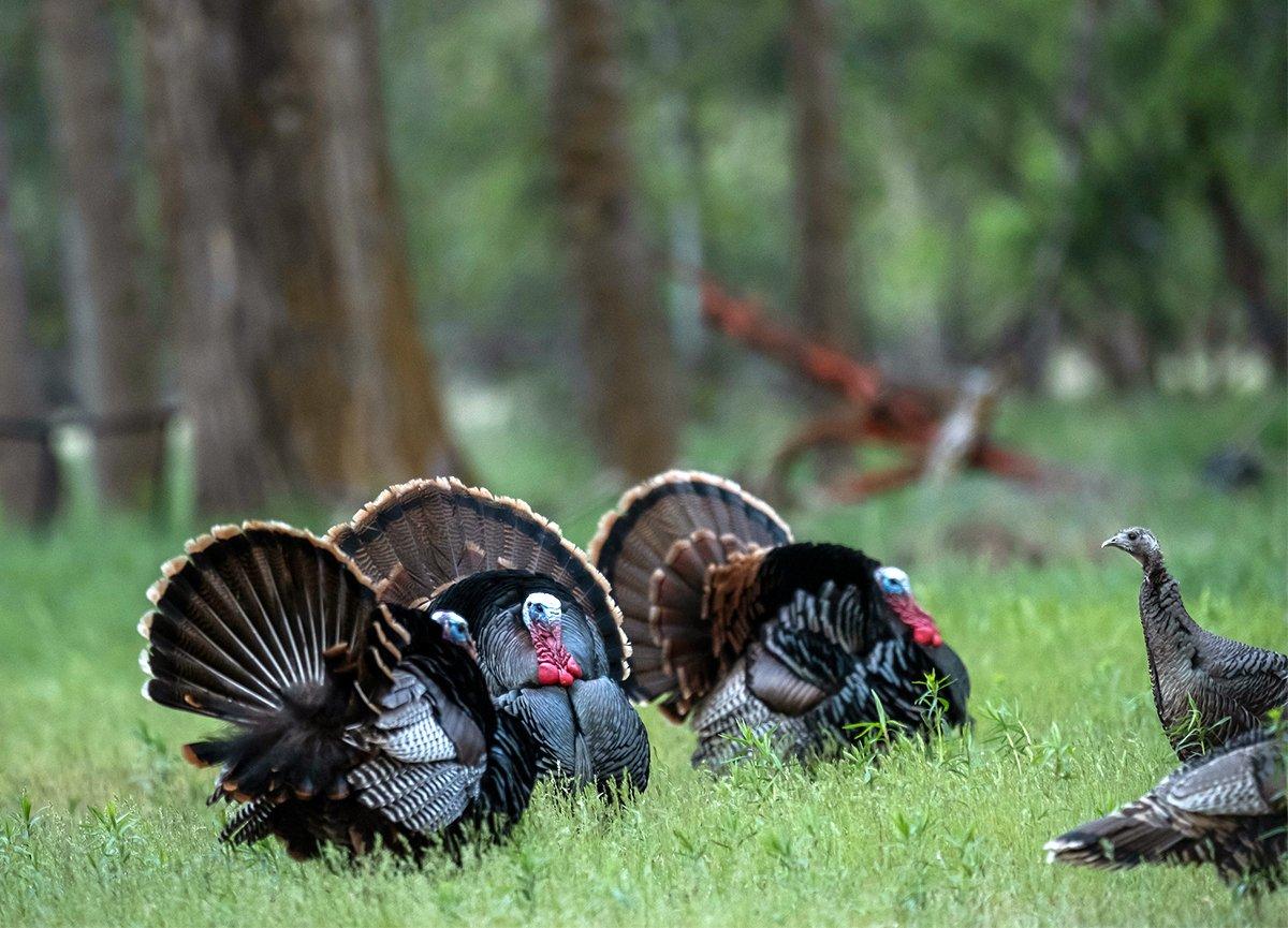 Strut zones in higher pasture areas and open ranch properties draw turkeys daily. Image by John Hafner