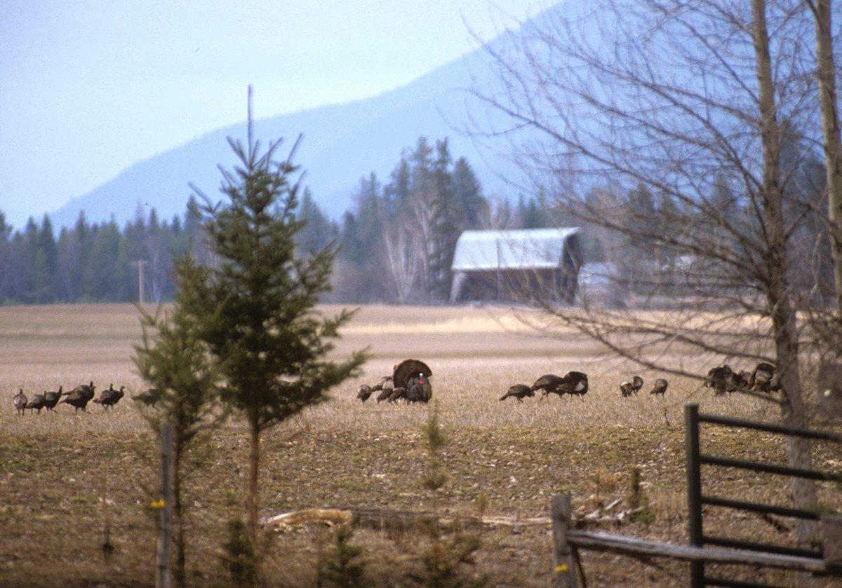 Still no turkey? You might have one more last-ditch play. Image by John Hafner