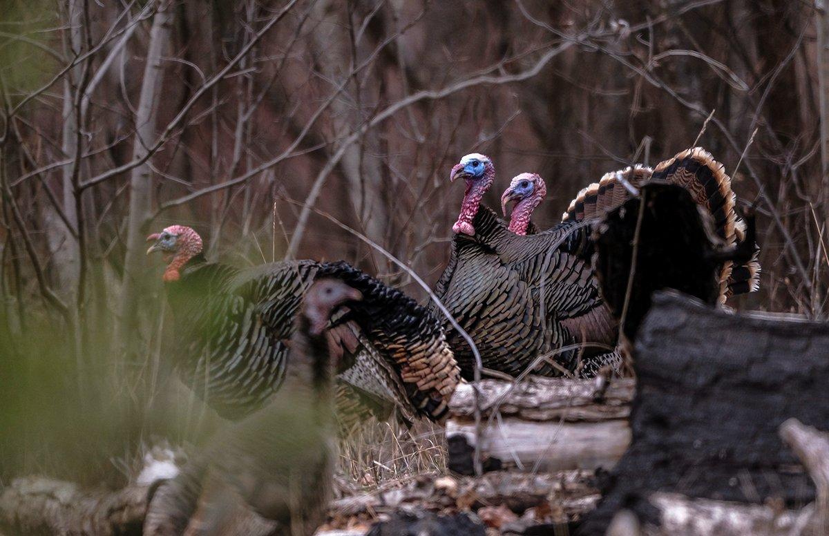 Hunters can find a variety of subspecies sprinkled across the West. Photo by John Hafner