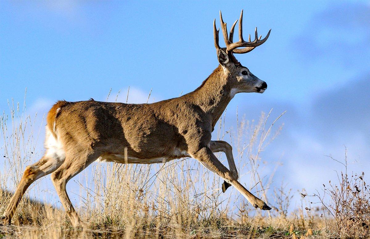 Aggravated in the deer woods? Here's a big buck, loping after a doe, to make you feel better. Image by John Hafner