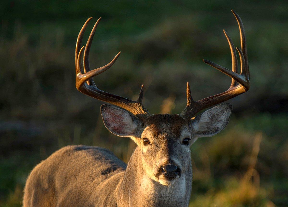 Deer Hunting Hats for Men, Whitetail Buck Dad Hat, Deer Hunter Hat for Men, Deer Hunting Gifts for Men, Whitetail Buck Deer Gifts Men