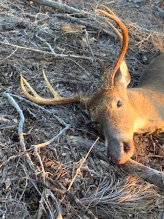 The Bullwinkle disease is said to be caused by a bacterial infection. Image by Johnny Sorensen