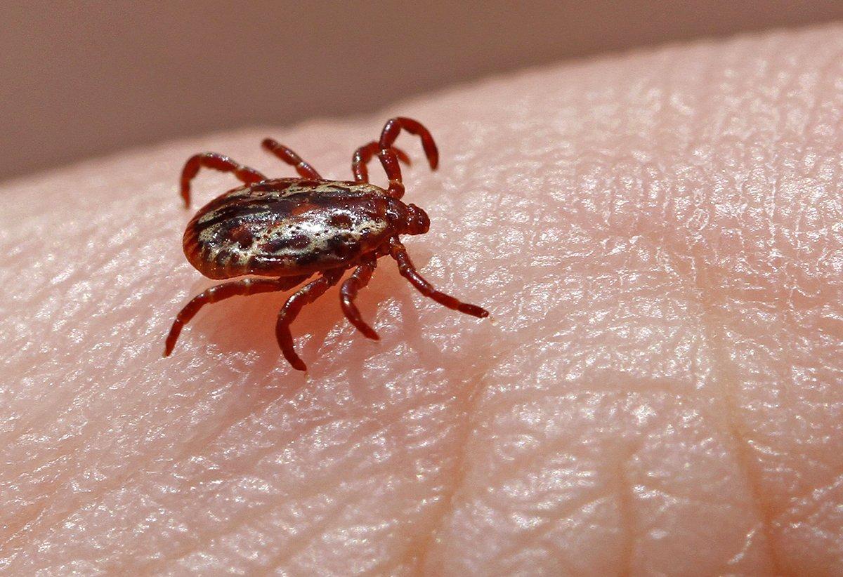 Some people suffer from a tick-borne disease for years before they receive the correct diagnosis. Image by Jukka Palm/Shutterstock