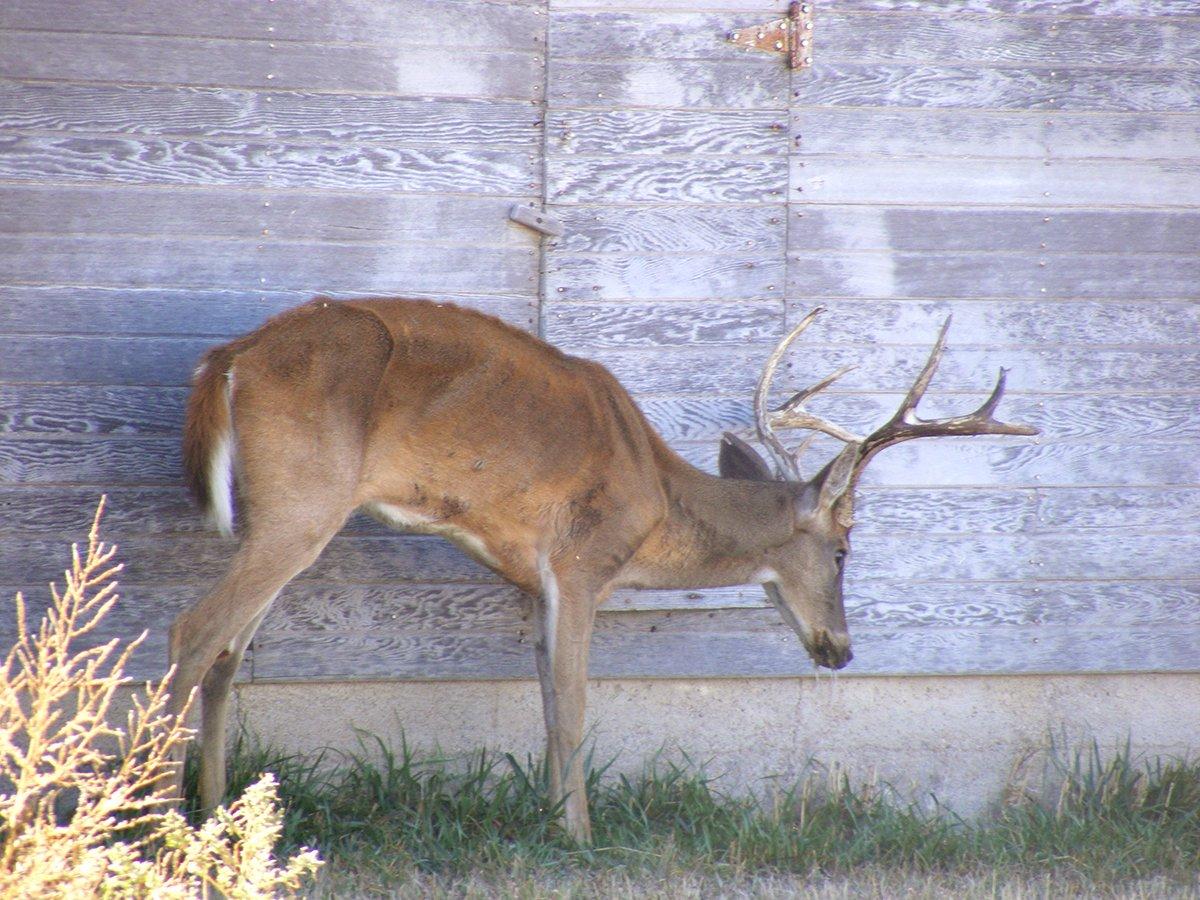 CWD is no joke. It's overrunning some deer herds. Image by Kansas Department of Wildlife and Parks