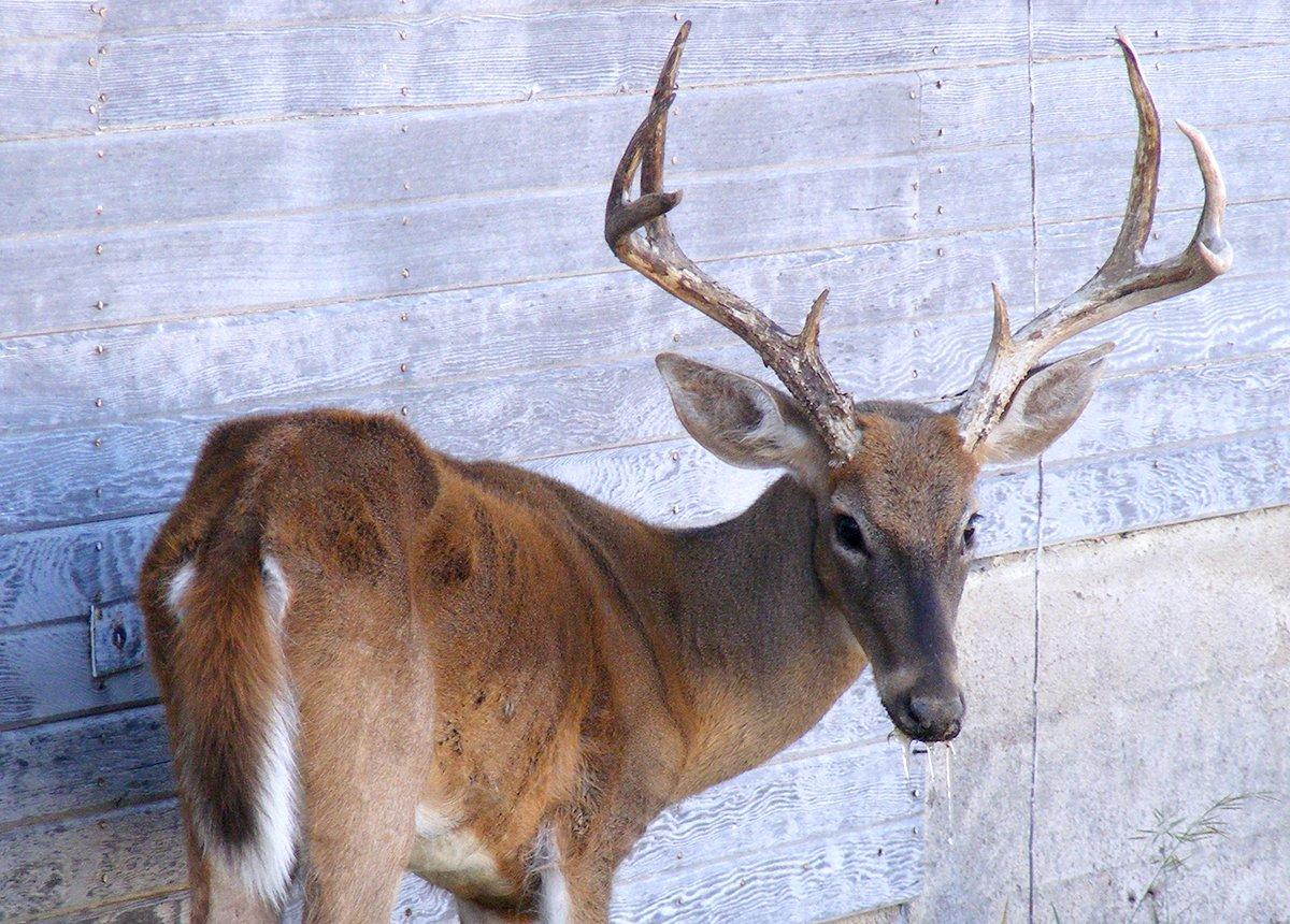 The Chronic Wasting Disease Research and Management Act will support efforts to research and combat CWD. Image by Kansas Dept of Wildlife and Parks