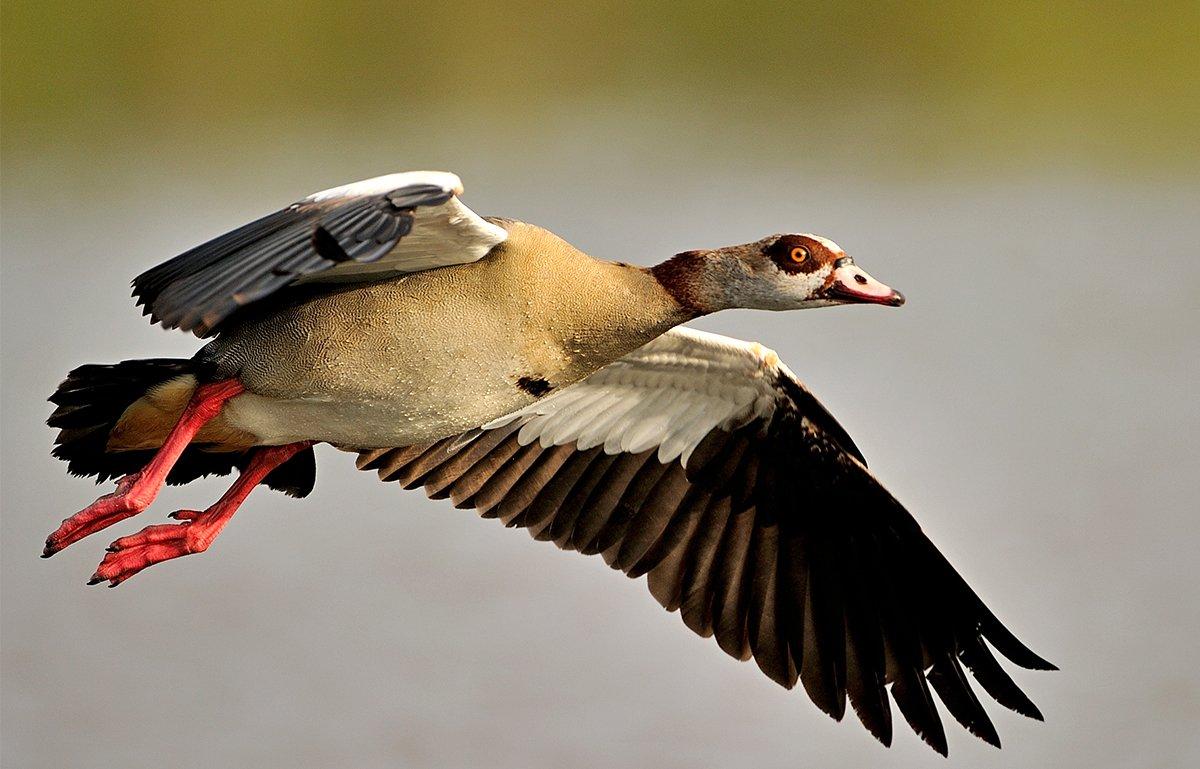 Invasive Egyptian geese are threatening Arkansas' native species. Image by Kathy Kay / Shutterstock
