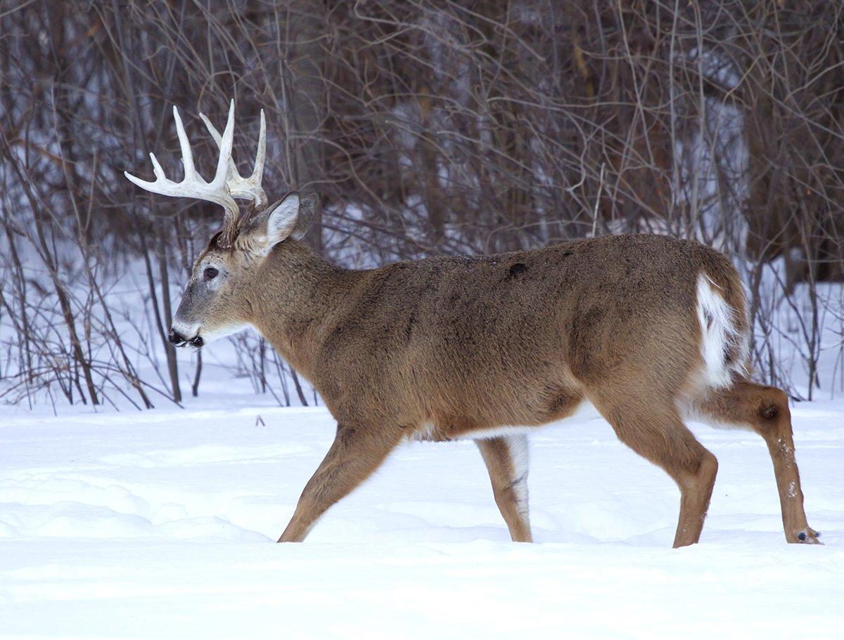 The rut can still influence buck behavior during the final days of the season. Image by Keith Bell