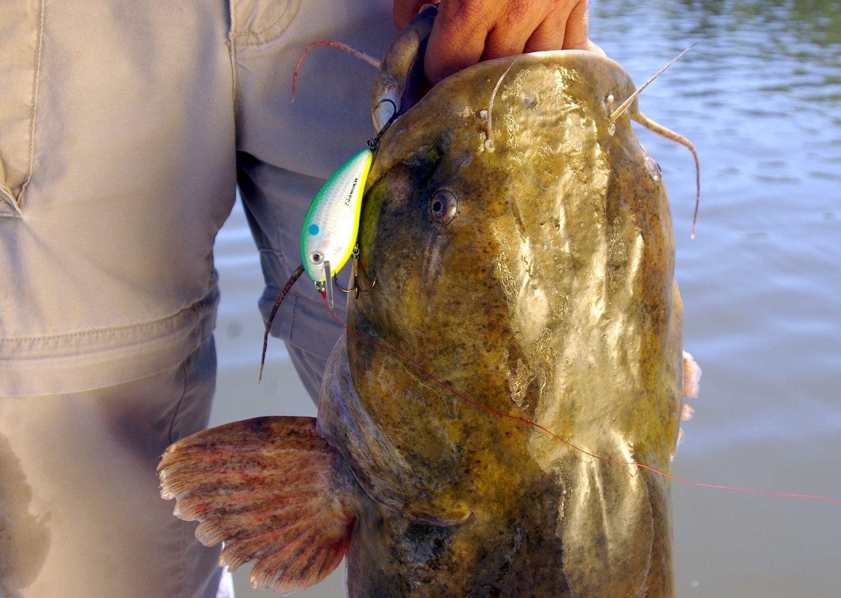 Catfish anglers seldom use artificial lures, but trolling crankbaits along riprap edges often nabs big flatheads like this. Image by Keith