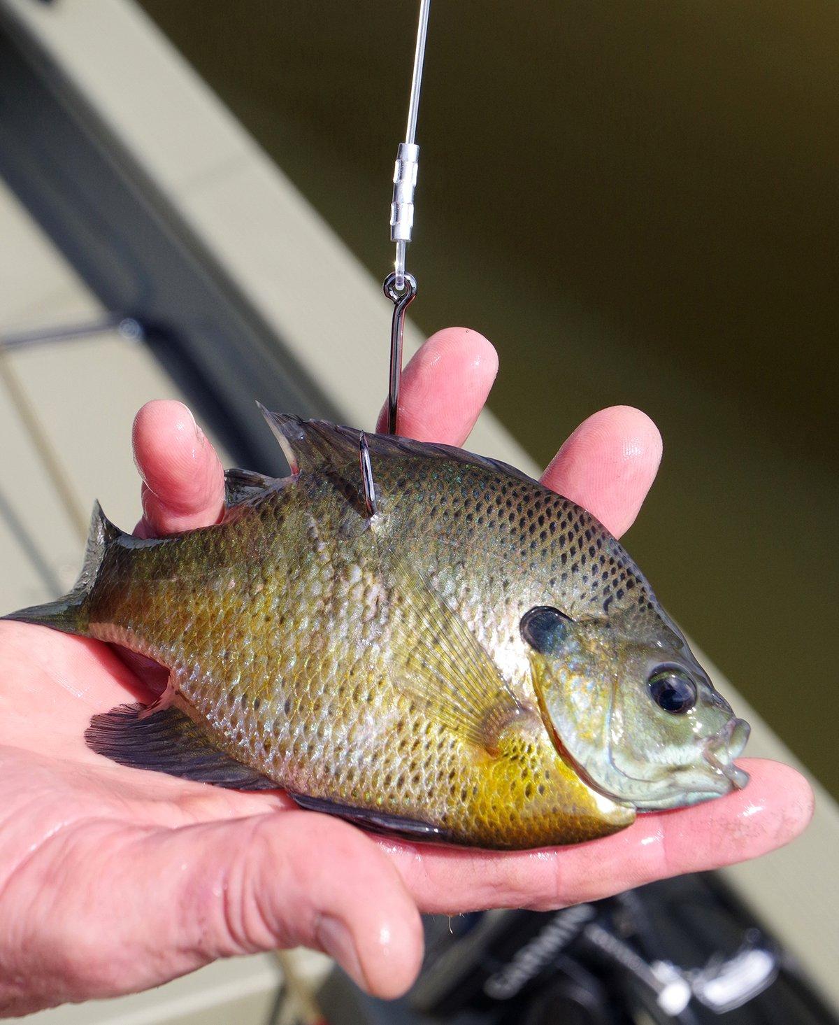 Live-fish baits like this bluegill work best on heavyweight flatheads, which rarely scavenge or eat invertebrates. Image by Keith