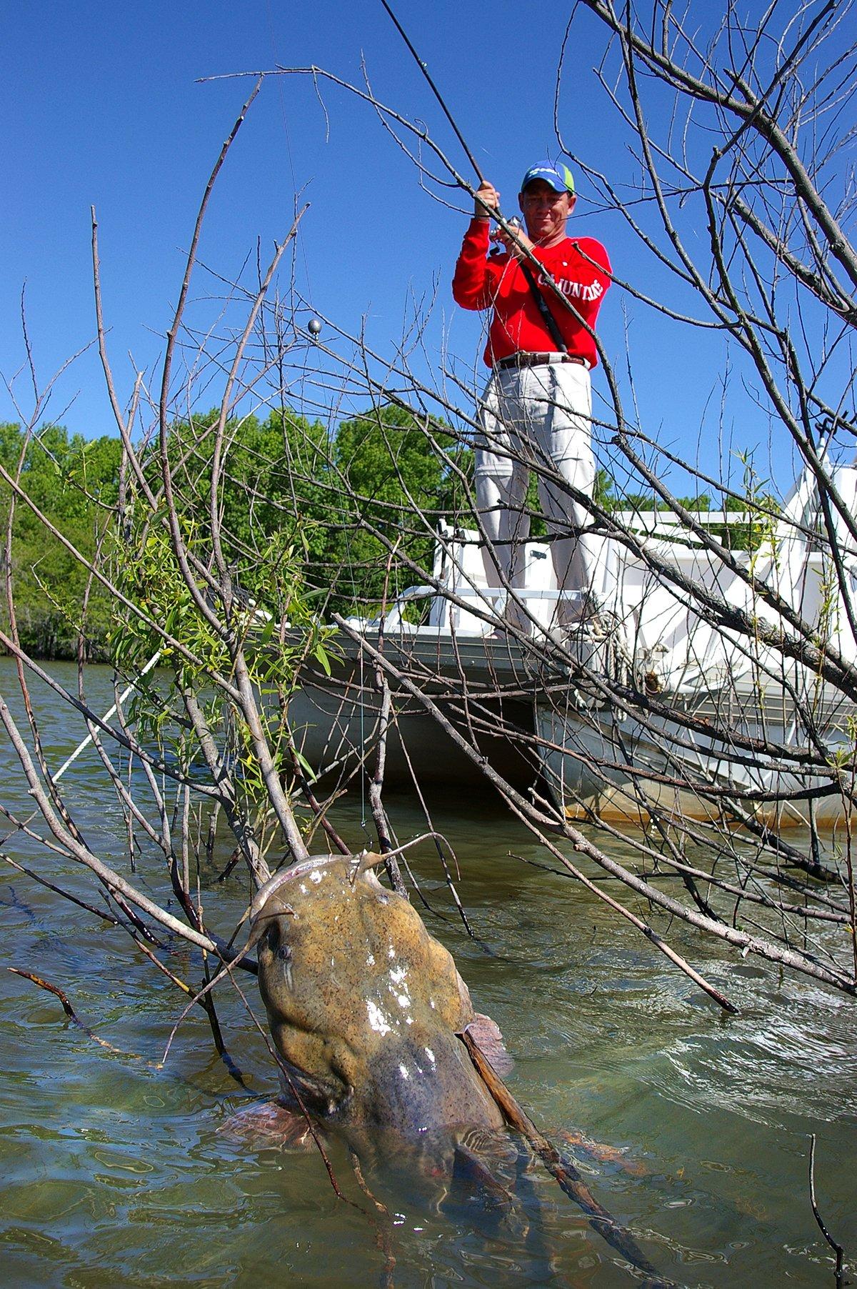 Catching a trophy flathead catfish like this often requires fishing in dense cover, a much different tactic than might be used to catch a blue or channel catfish. Image by Keith 