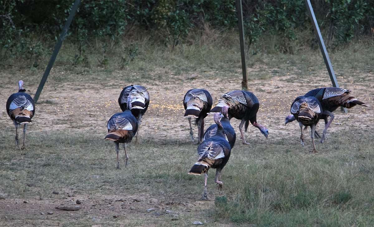 Feeders that keep corn dry and off the ground can reduce aflatoxin levels. Image by Kella Carlton Feeders that keep corn dry and off the ground can reduce aflatoxin levels. Image by Kella Carlton