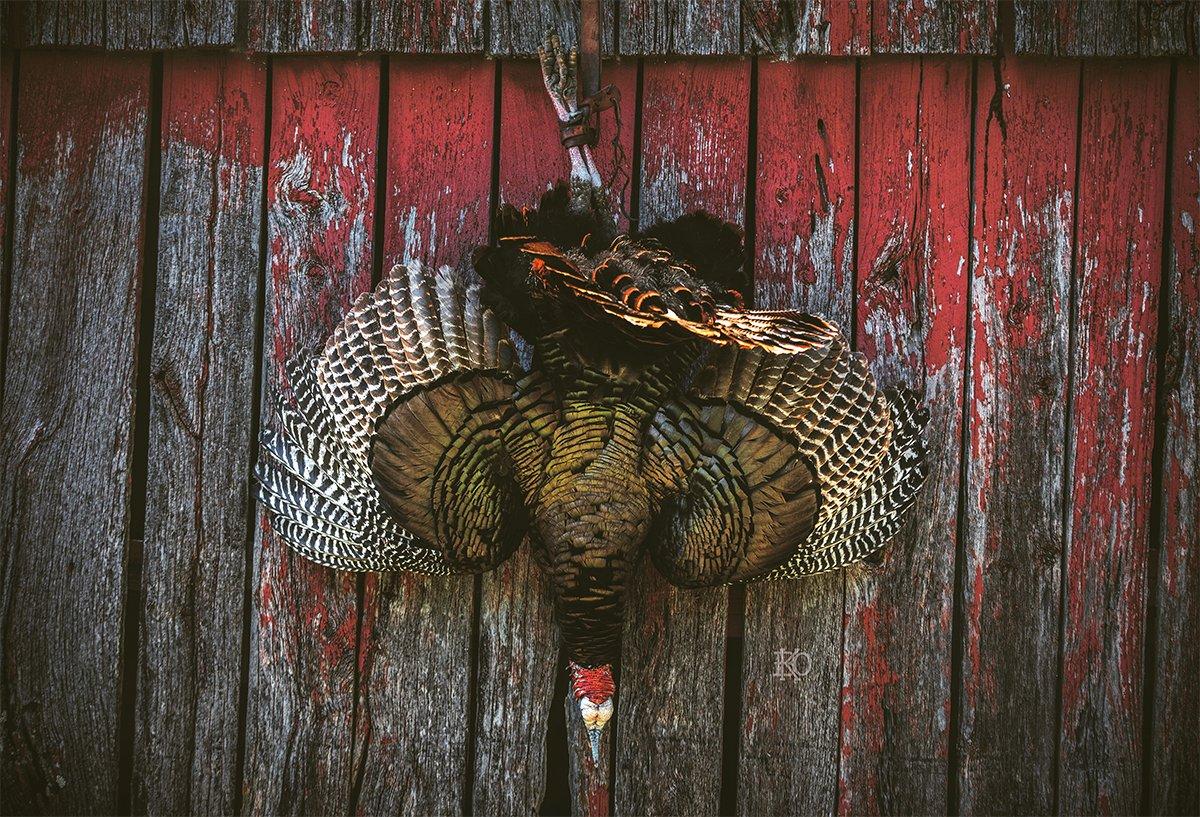 Subtle moves will put a tag on a late-season gobbler. Image by Kerry B. Wix