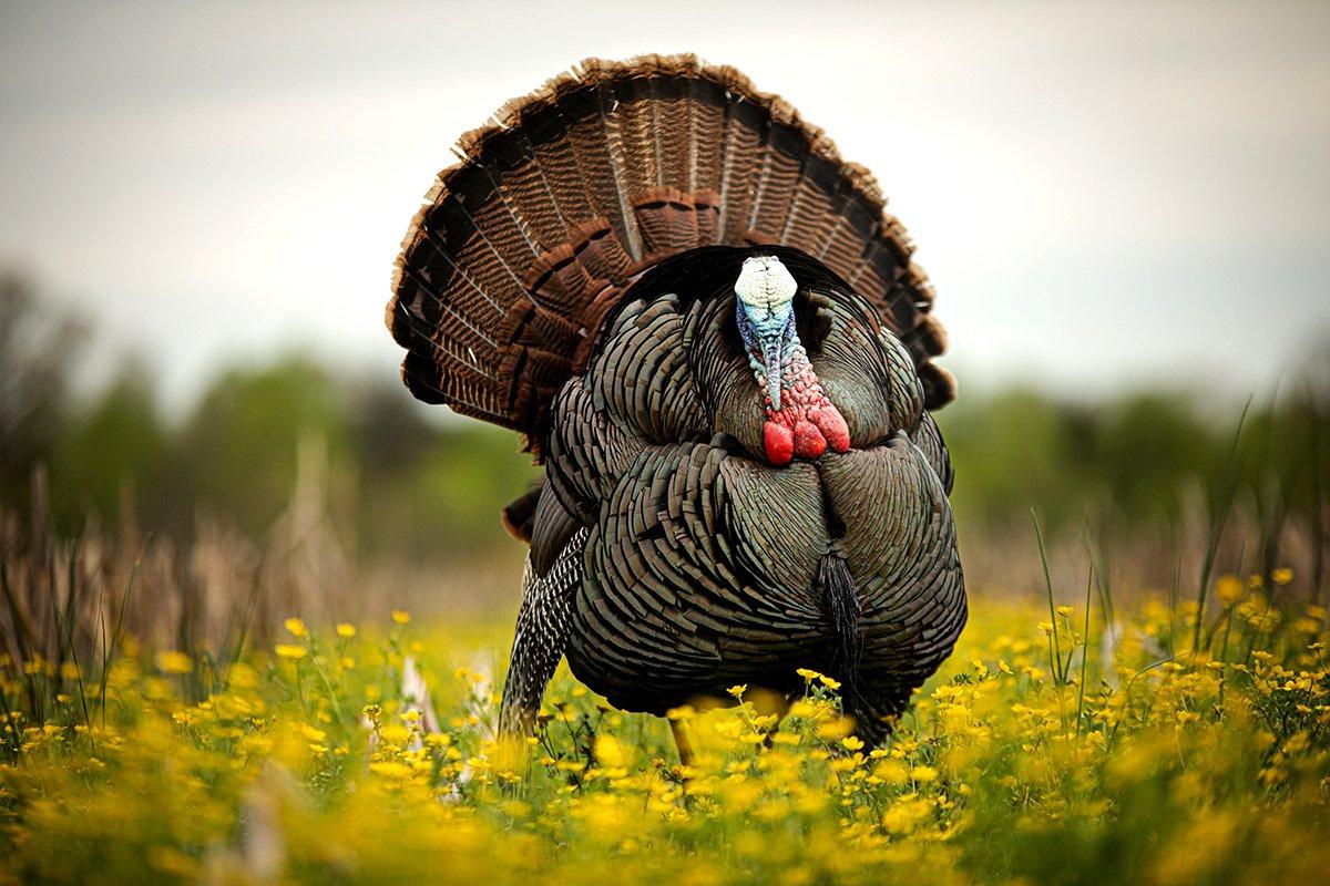 The Mid-South Region has some of the prettiest land you'll ever turkey hunt. Image by Kerry B. Wix