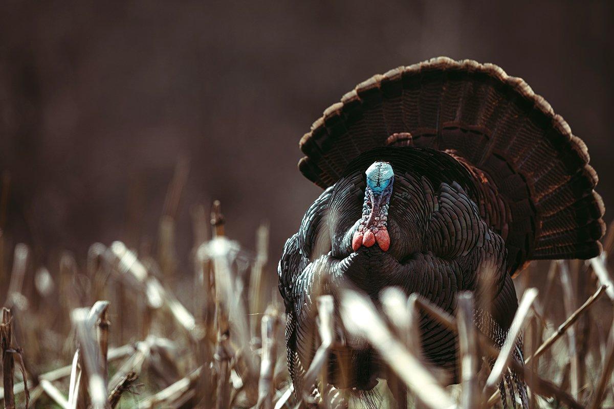A strutting Midwestern gobbler mincing steps toward your setup is a beautiful thing. Image by Kerry B. Wix