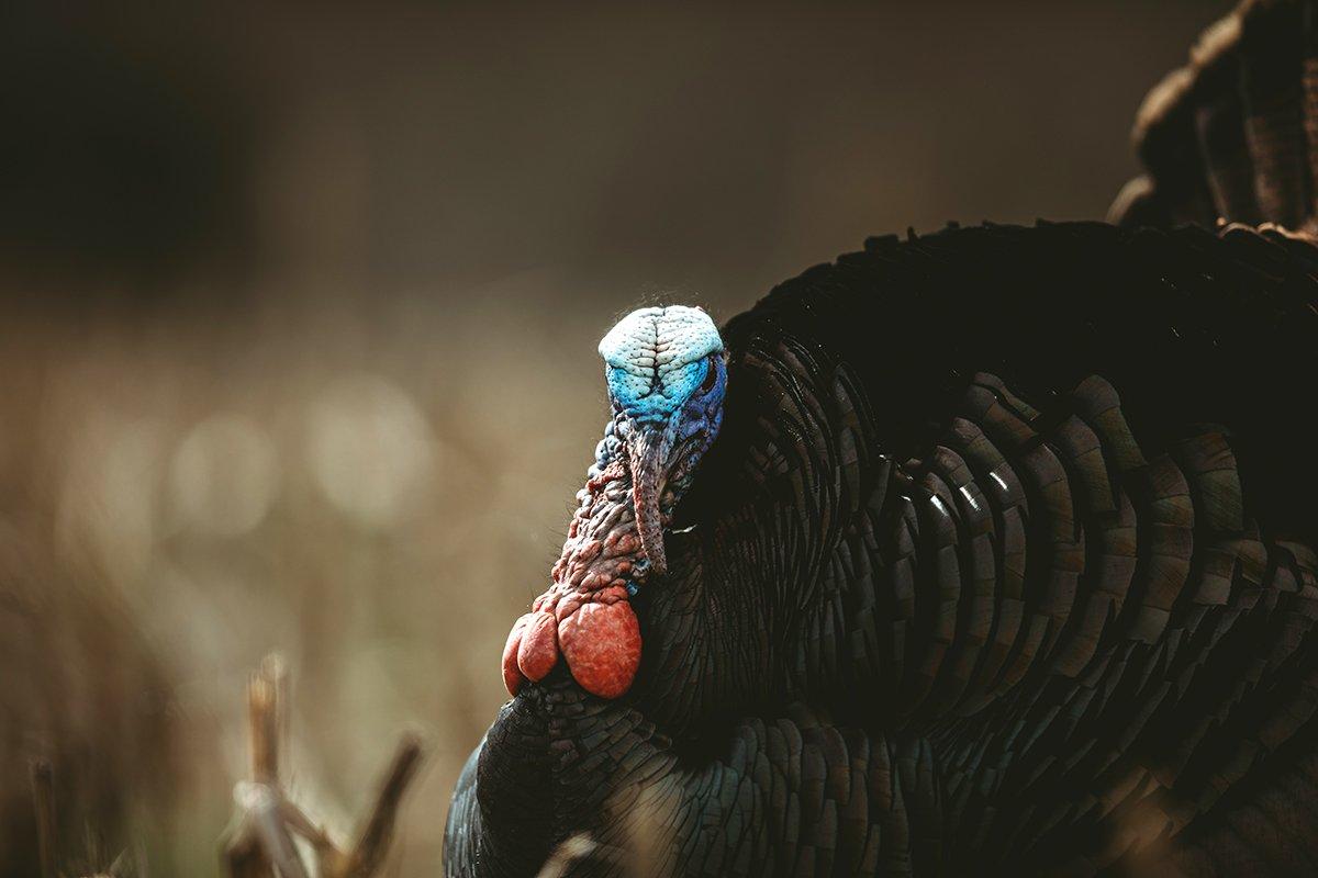 Mississippi, Oklahoma and Ohio are three states, among others, introducing changes due to declining wild turkey populations. Image by Kerry B. Wix