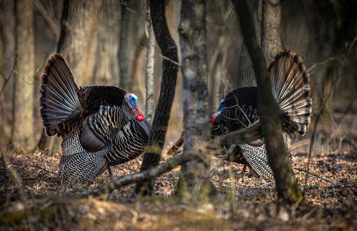 The beauty of mountain turkeys is some will give you fits, and others will allow you to slip right in and call one up. Image by Kerry B. Wix
