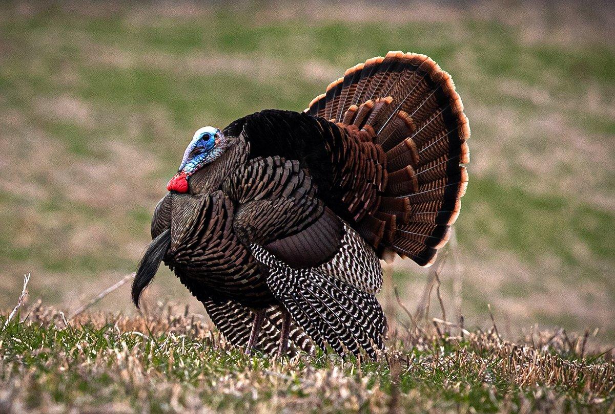 Are you seeing fewer wild turkeys these days? Flock populations have declined in some states, notably the Southeast. Image by Kerry B. Wix