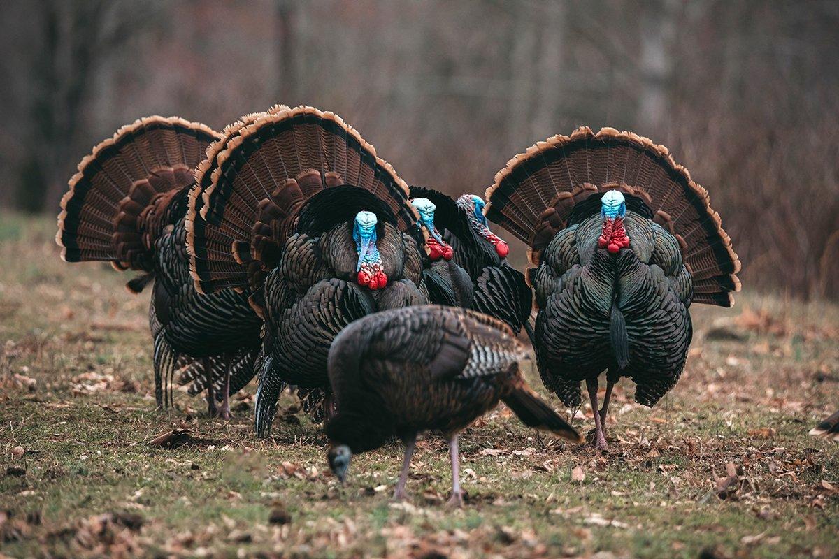 Unlike some regions, northern New England turkey numbers are stable or increasing. Image by Kerry B. Wix