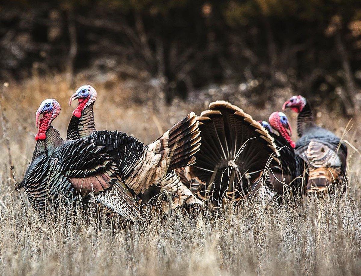 These wild, nomadic birds cover miles each day, roosting where they please, wayfaring travelers in big mountain flocks. Image by Kerry B. Wix