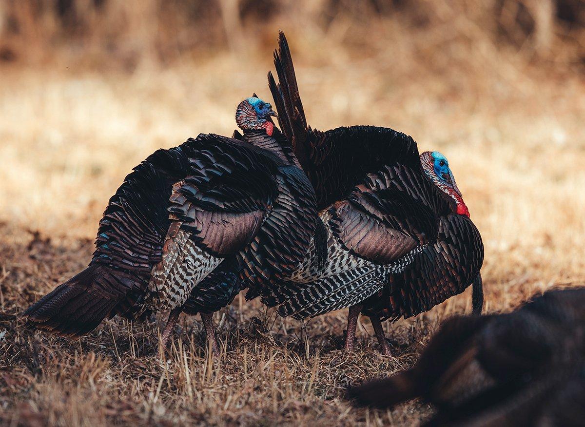 If the South is indeed harder to turkey hunt, the No. 1 reason is that more male birds likely die young here than anywhere else. Image by Kerry Wix