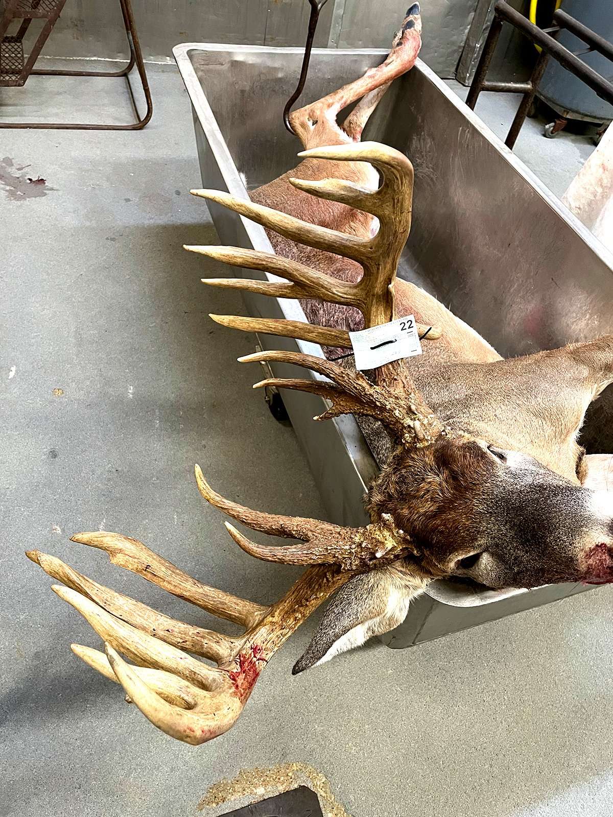 The huge buck is remarkably symetrical.