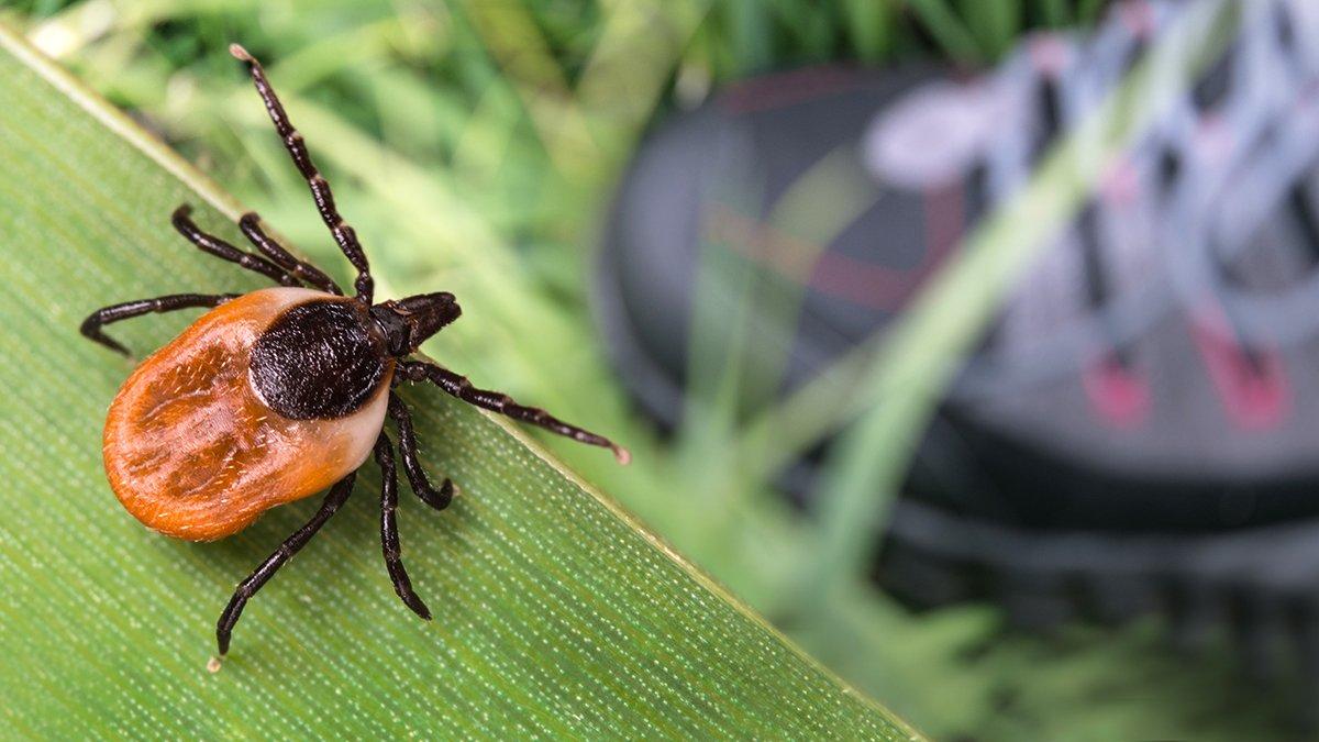 Wear protective clothing and use insect repellant to prevent tick bites. Image by Kpixmining/Shutterstock