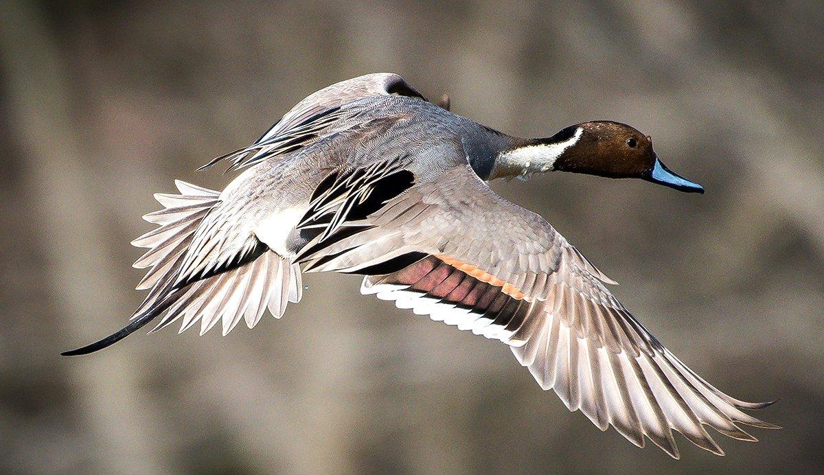 Snobs of the sky? Pintails can be notoriously difficult to fool with calling. Photo by Krumpelman