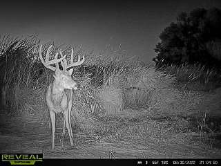 Olson had watched the buck on his trail cameras for two years. Olson had watched the buck on his trail cameras for two years.