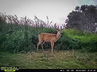 As season drew near, Olson was getting daylight photos on a regular schedule.