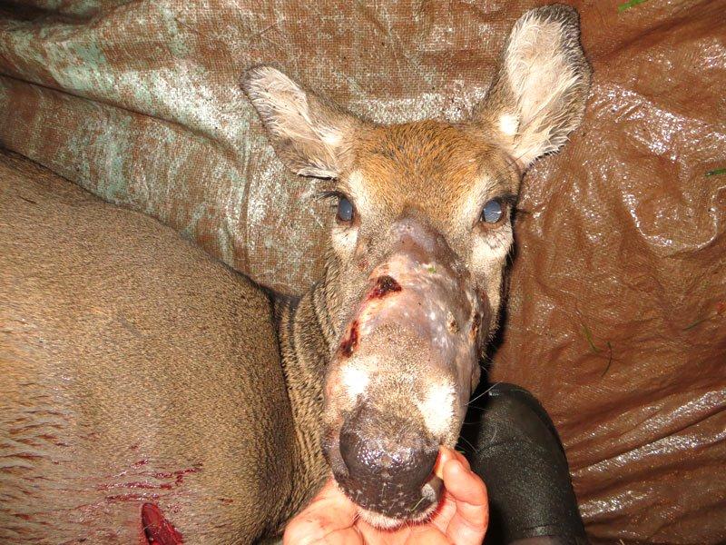 The Bullwinkle disease can lead to inflammation of tissue in a deer's upper lip, nose, and mouth. Image courtesy of Leif Birnbaum