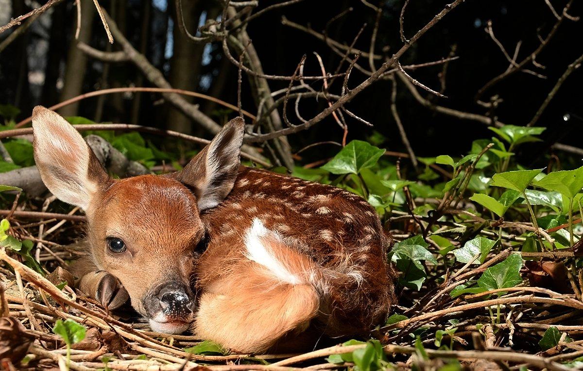 A percentage of fawns will always die, predators or no predators. Image by Shutterstock / L.E. Mormile