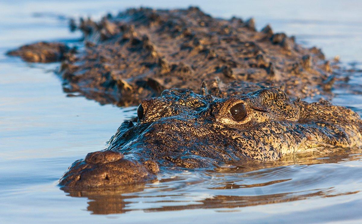 Florida is home to as many as 2,000 adult crocodiles. Image by Leonardo Gonzalez