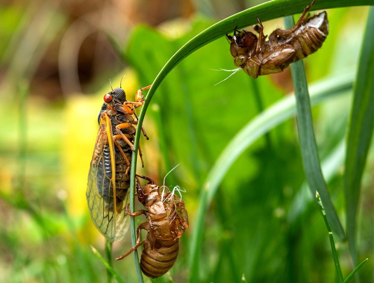 Expect good topwater action during this summer's Brood X cicada hatch. Image by Liz Albro Photography / Shutterstock