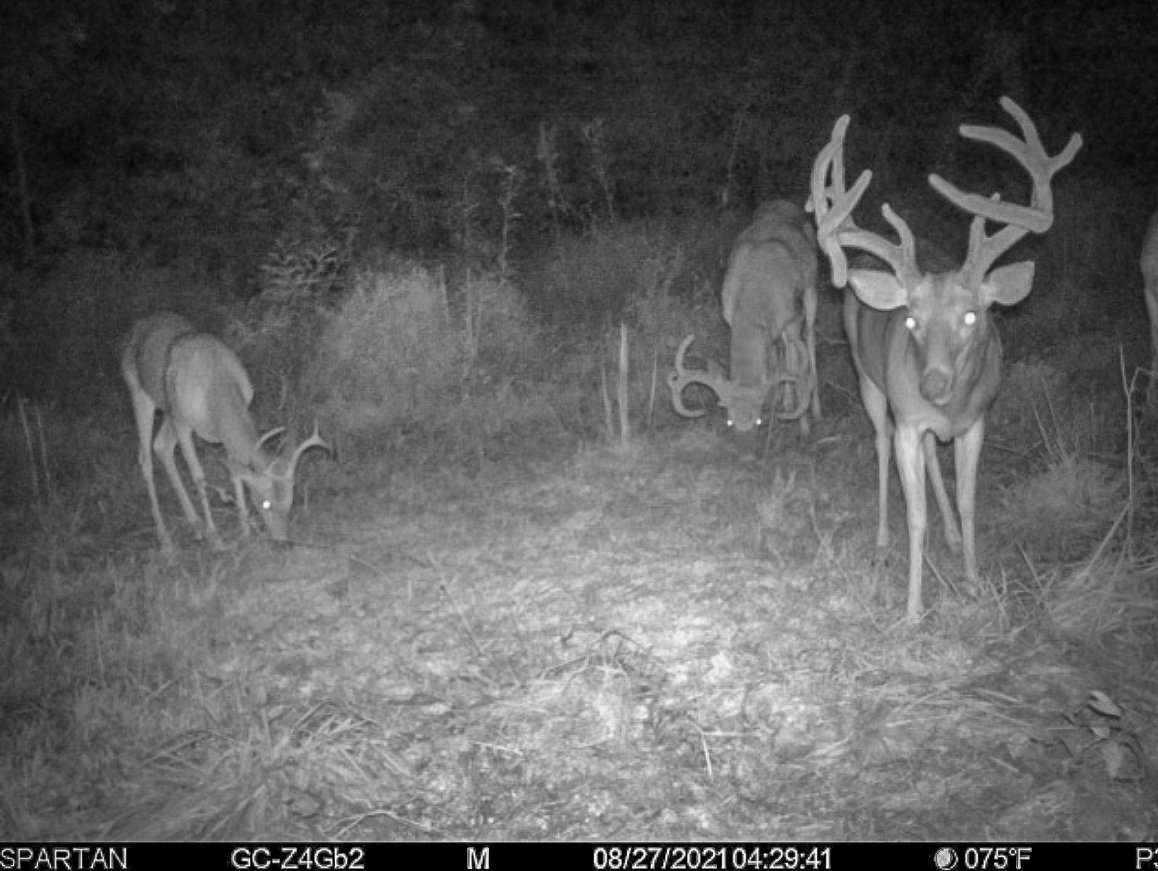 Beach had watched the buck on trail camera most of the summer. Image by Logan Beach