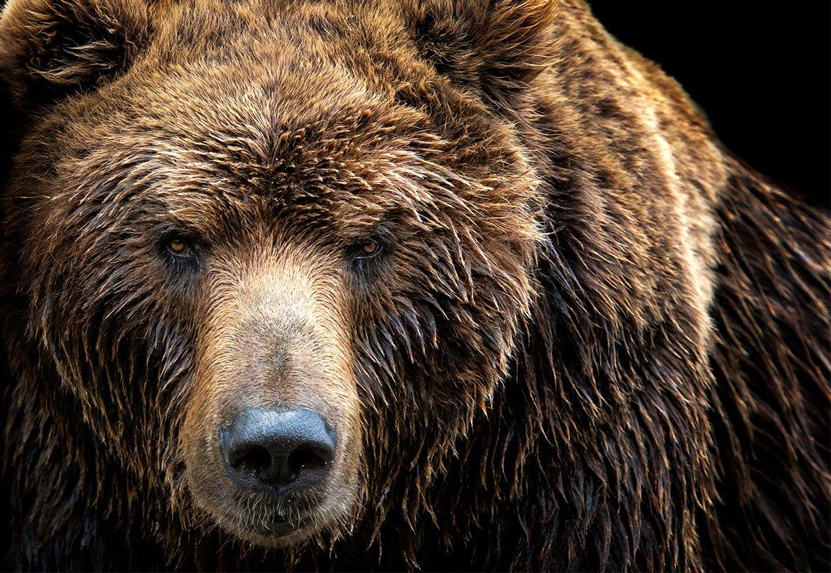 Allen Minish suffered several injuries after a bear attack that lasted approximately 10 seconds. Image by Lubos Chlubny / Shutterstock