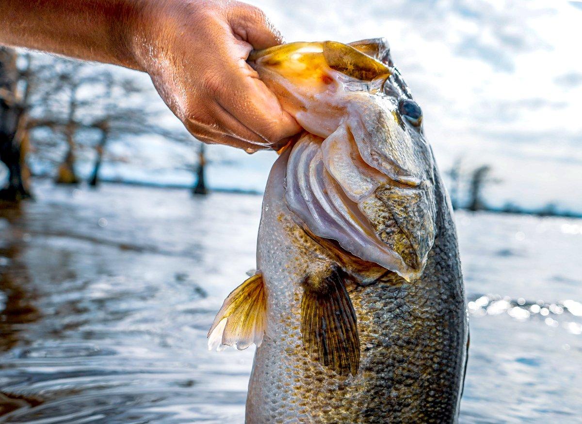 Try three baits for March bass - Mississippi Sportsman