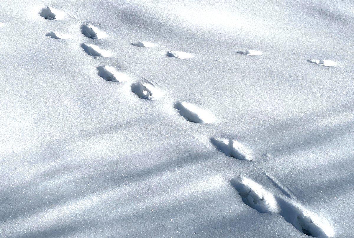 How to Identify a Big Buck Track in Snow