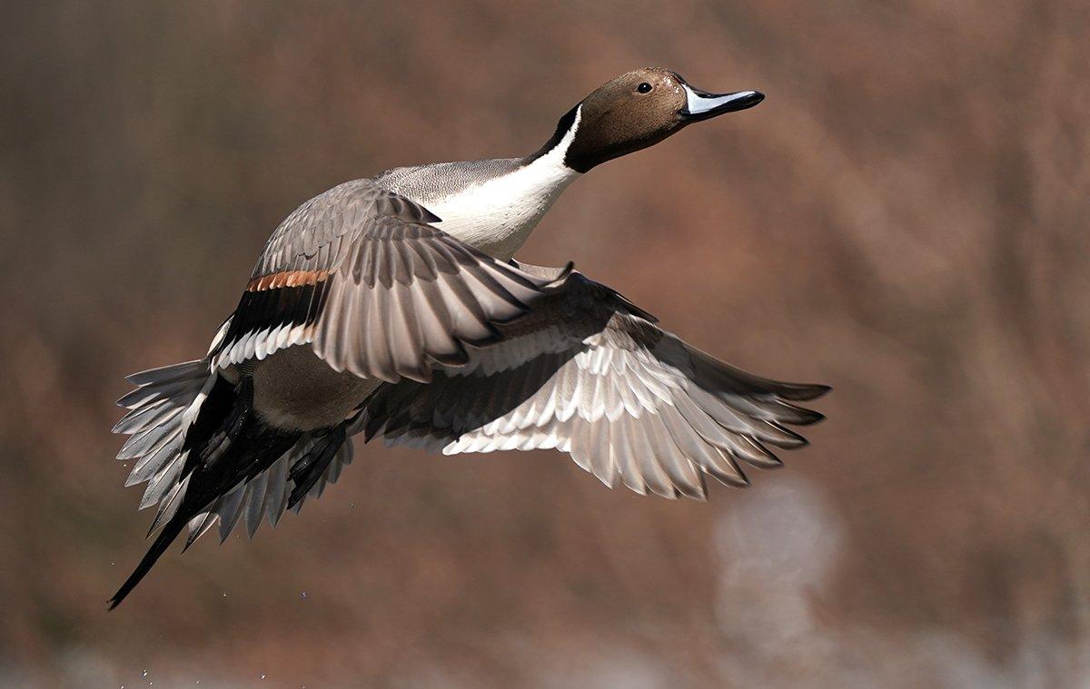 The waterfowl-rich Central Flyway offers stunning variety in scenic hunting locales. Photo by Matthew Shutter