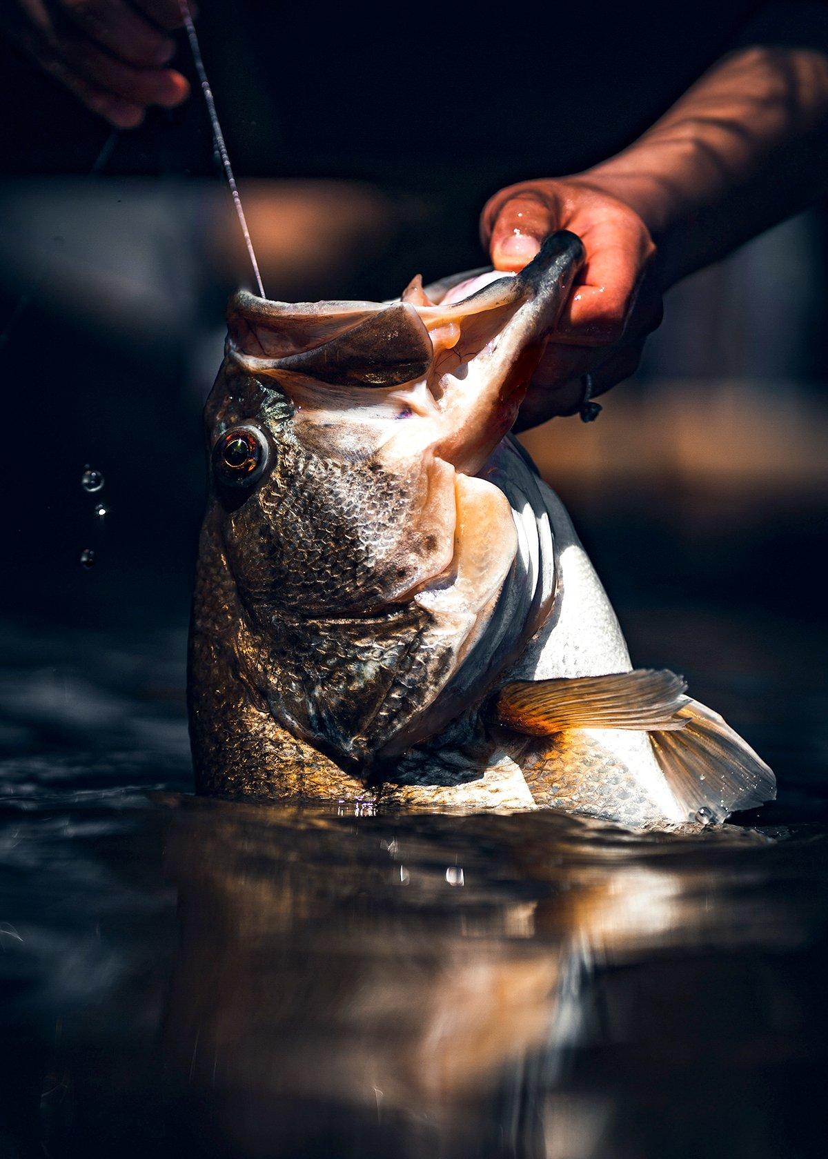 Punch Rigs work to haul big bass out from the slop. Image by Matt Lemoine