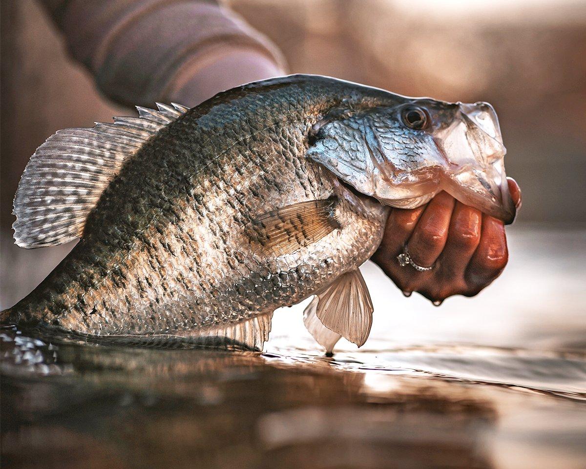 Catching slabs from the bank hinges on being in the right spot and using effective presentations. Image by Matt Lemoine 