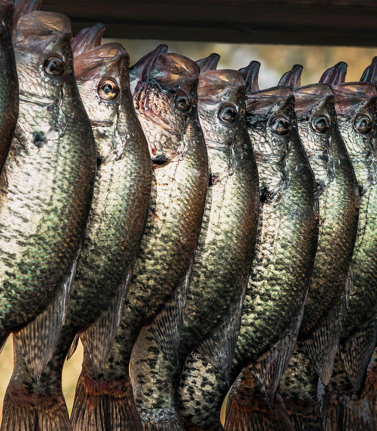 Crappie Cook Off - Catch n' Cook Black Crappie! 