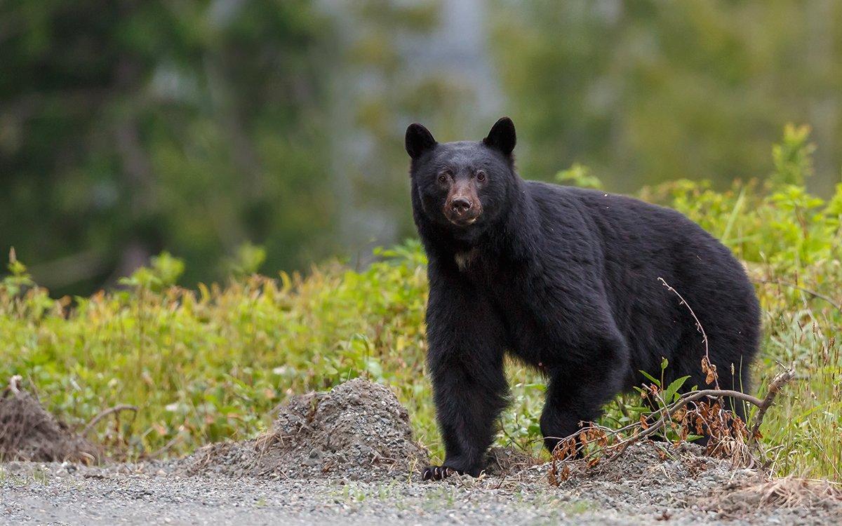 Idaho is one of the few states in the Lower 48 that allows baiting for spring bears. Image by Shutterstock / Mennos Schaefer