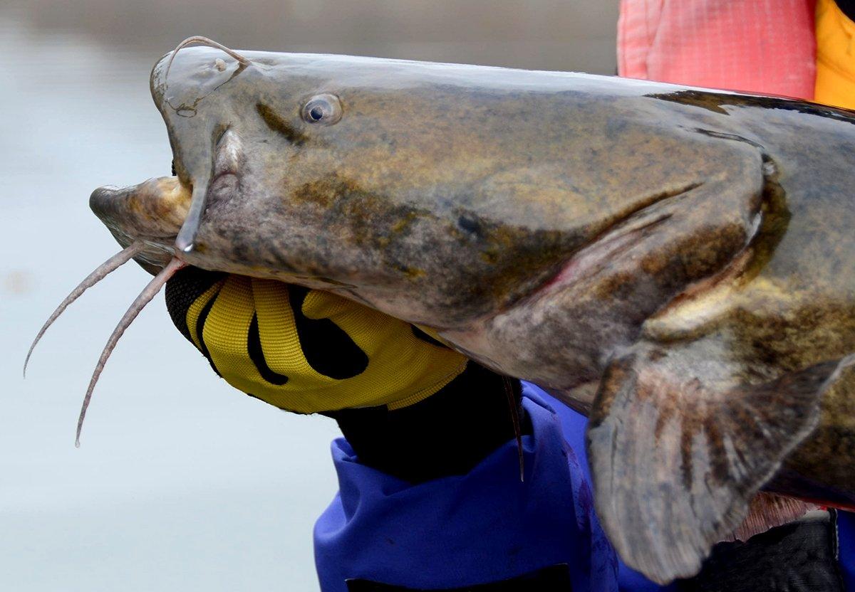 Big, trophy catfish are difficult to find, and especially catch. Make it happen this fall. Image by M. Huston