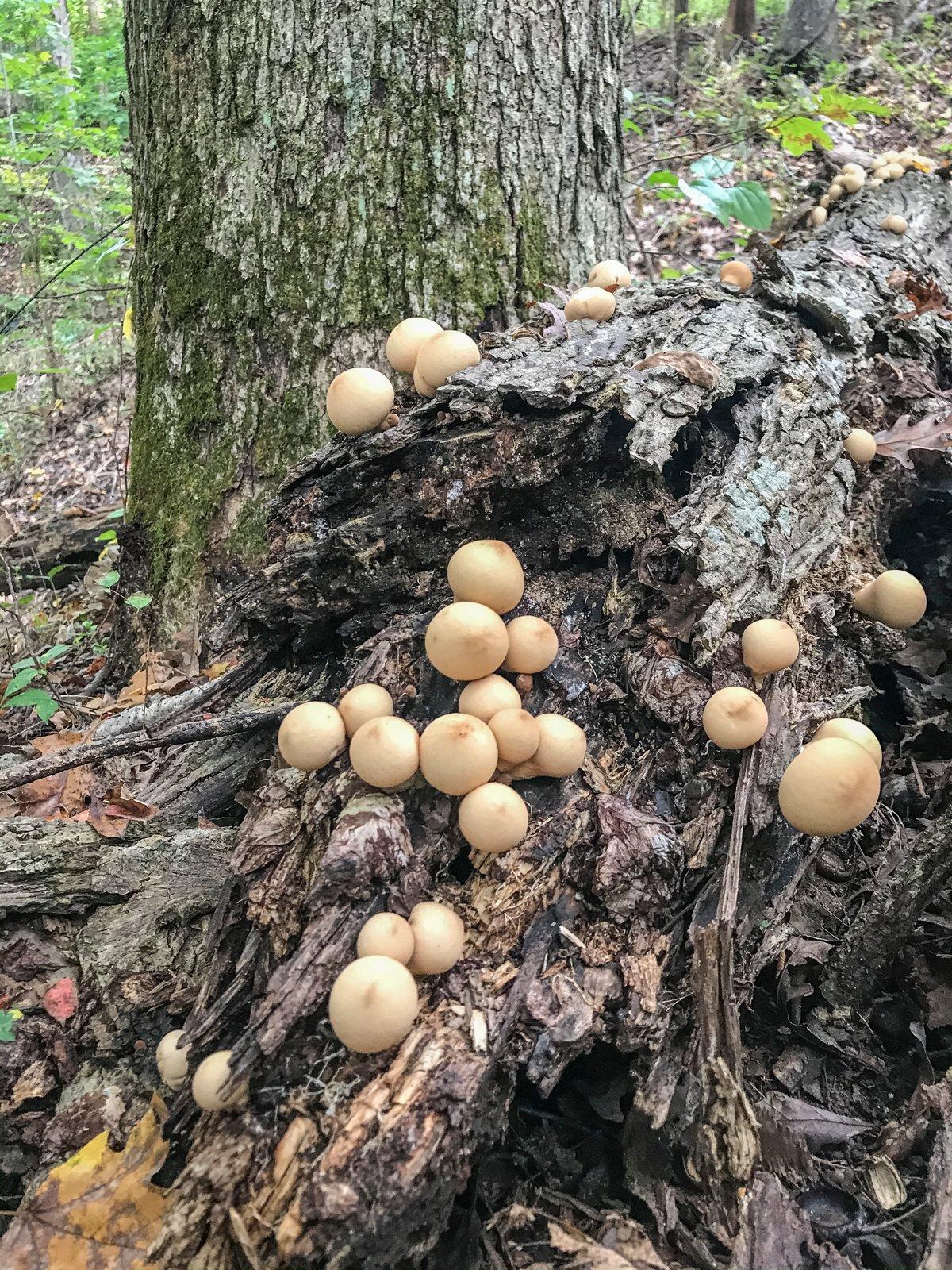 Pear-shaped puffballs can often be found growing on decomposing timber.